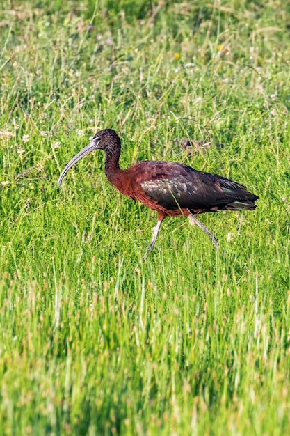 Glanzende Ibis Plegadis falcinellus Waadvogel