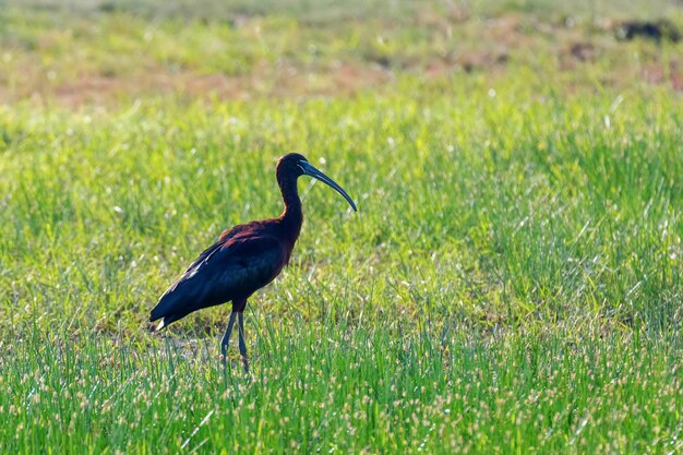 Glanzende Ibis (Plegadis falcinellus) Waadvogel