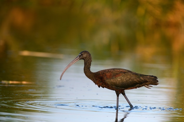 Glanzende ibis