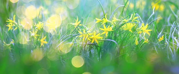 glare sun bokeh background wild spring flowers