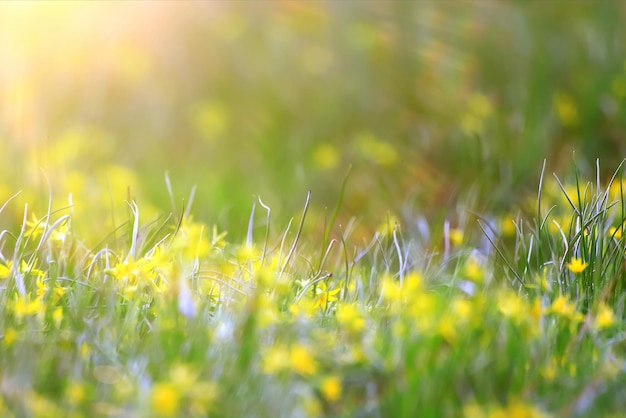 まぶしい太陽ボケ背景野生の春の花