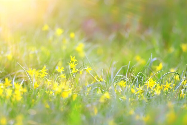 まぶしい太陽ボケ背景野生の春の花