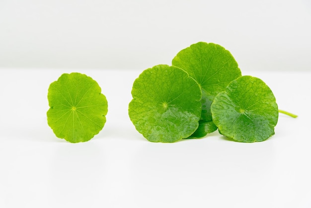 A glass beaker containing water and Centella asiatica decorated with erlenmeyer