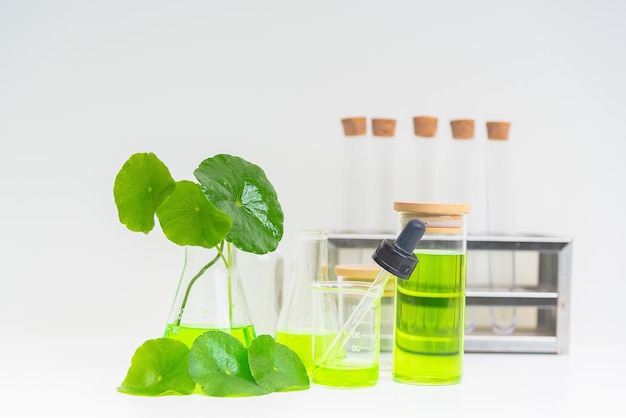 A glass beaker containing water and Centella asiatica decorated with