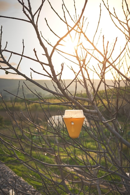 A glass of beer sits on a branch with the sun shining on it.