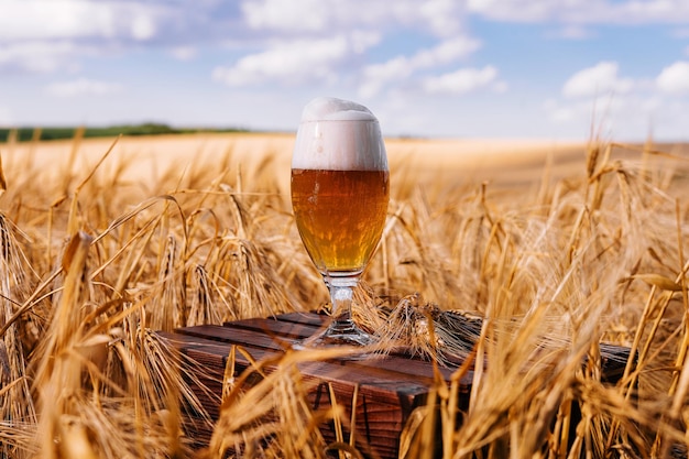 Photo a glass of beer in a wheat field