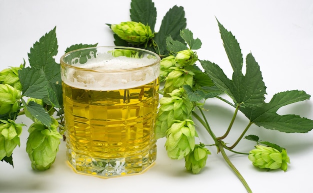 a glass of beer with a branch of fresh green hops