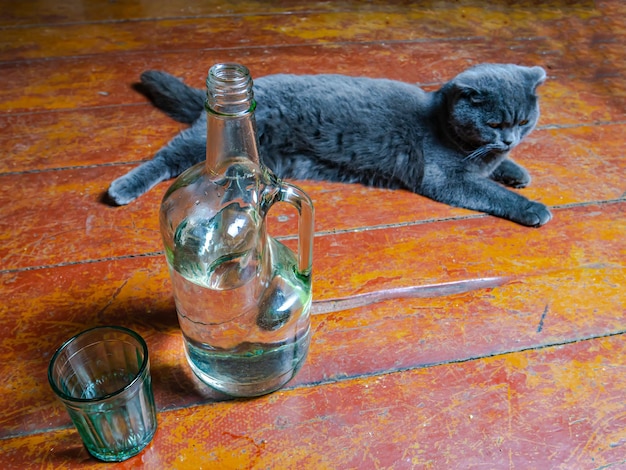 A glass bottle of vodka and a Scottish Fold cat