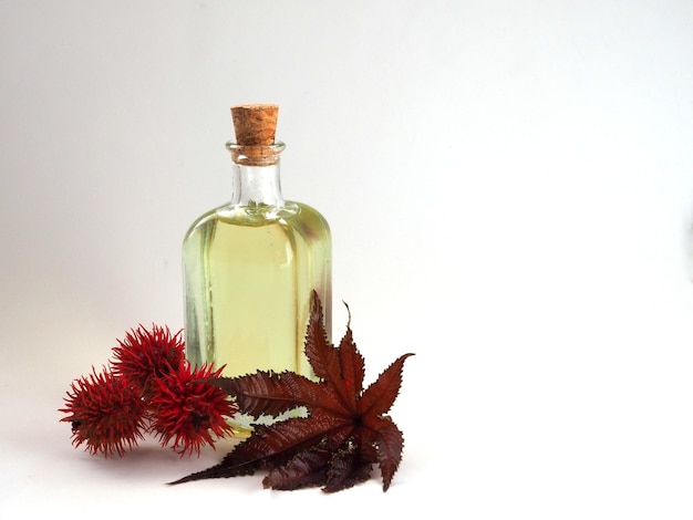 Glass bottle with castor oil red fruit and castor bean plant\
leaf isolated on white background