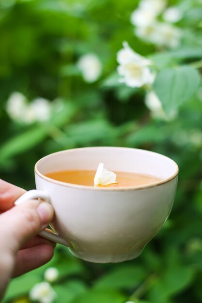 Glass cup of green tea with jasmine flowers in a hand on blooming bush background.