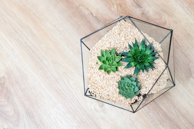 Glass florarium vase with succulent plants and small cactus on wood