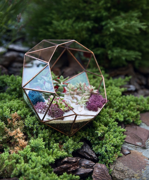 Photo glass florarium with succulent plants inside among green moss