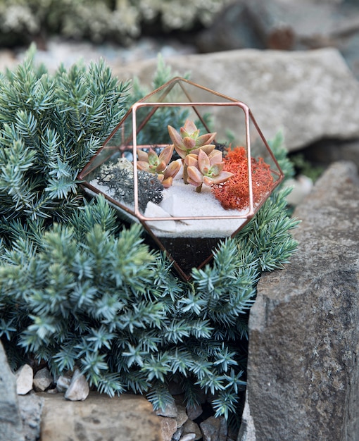 Photo glass florarium with succulent plants inside among green plants in the grey stone