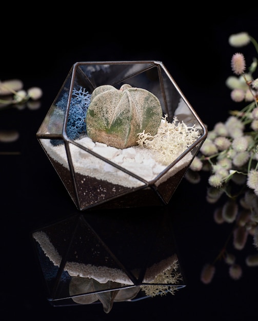 Glass florarium with succulent plants inside isolated on black acrylic. Succulent plants in glass box.