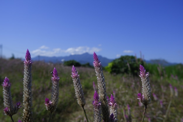 青い空を背景に自然の中のガラスの花