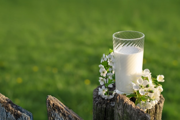 A glass of fresh cows milk sits on an old fence next to a branch of cherry blossoms