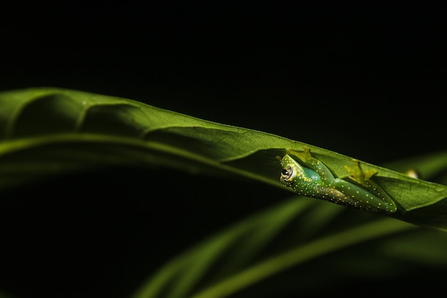 Glass frog under a leaf