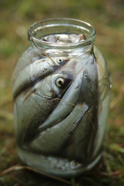 Glass jar filled with freshly caught fish closeup on grass background