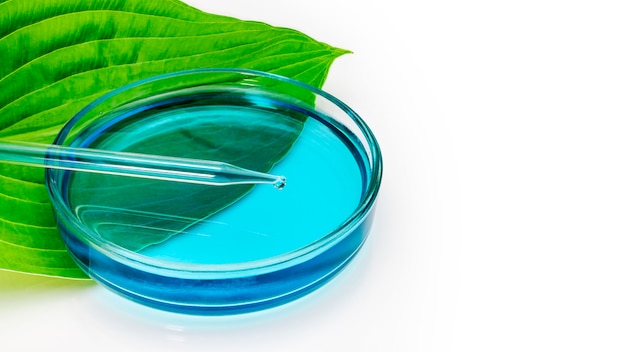 A glass petri dish stands on a green leaf of a plant with a measuring tube on a white background. Biotechnology research concept. Natural natural oils. Close-up. copy space.