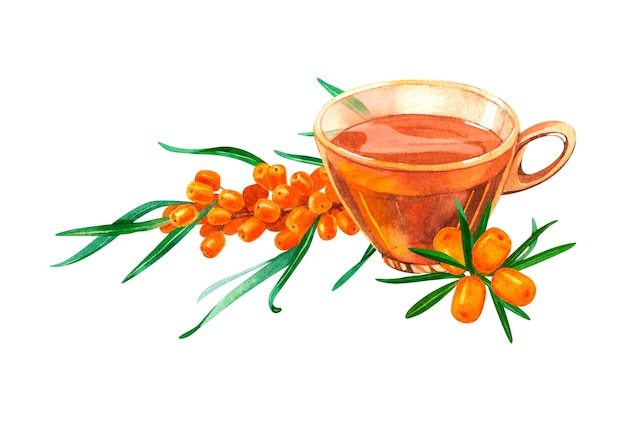 Glass transparent cup filled with sea buckthorn tea Hand drawn watercolor on a white background