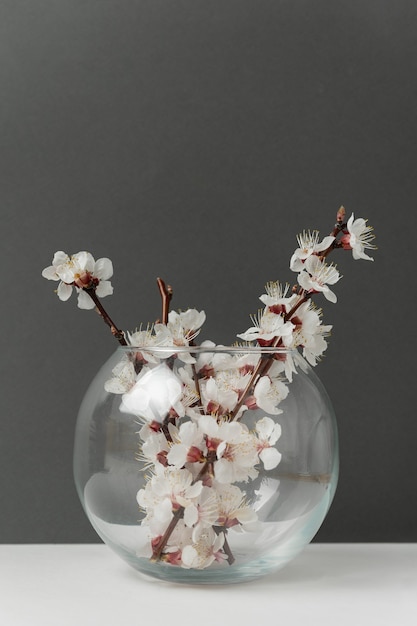 Photo glass vase with apricot blossoming branches on gray background. vertical frame.