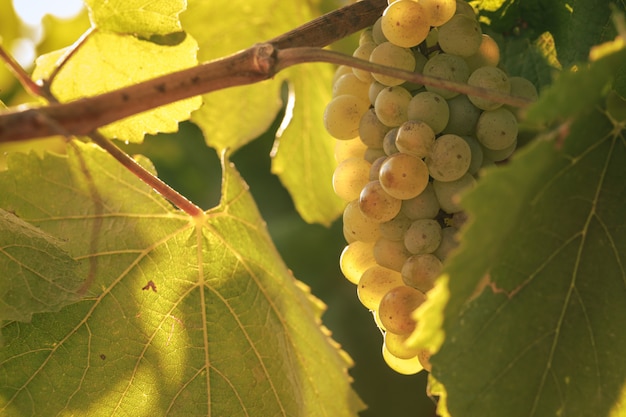 Glass with white wine in vineyard on old table