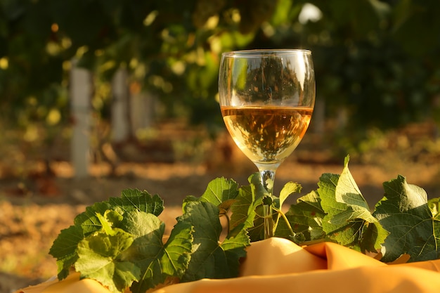 Glass with white wine in vineyard on old table