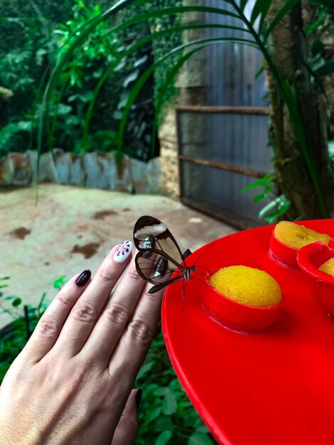 A glasswing butterfly also called a greta oto a womans hand with a manicure