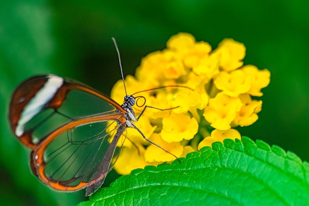 glasswing butterfly Greta oto on a yellow lantana flower