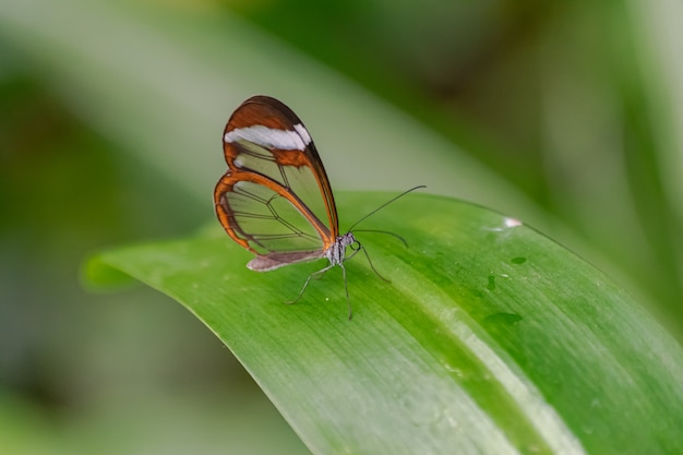 glasswing 나비 (Greta oto)