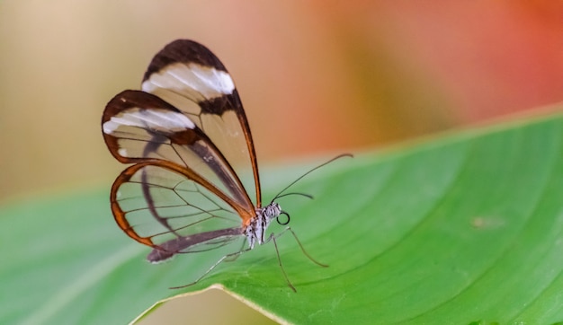 glasswing vlinder op blad