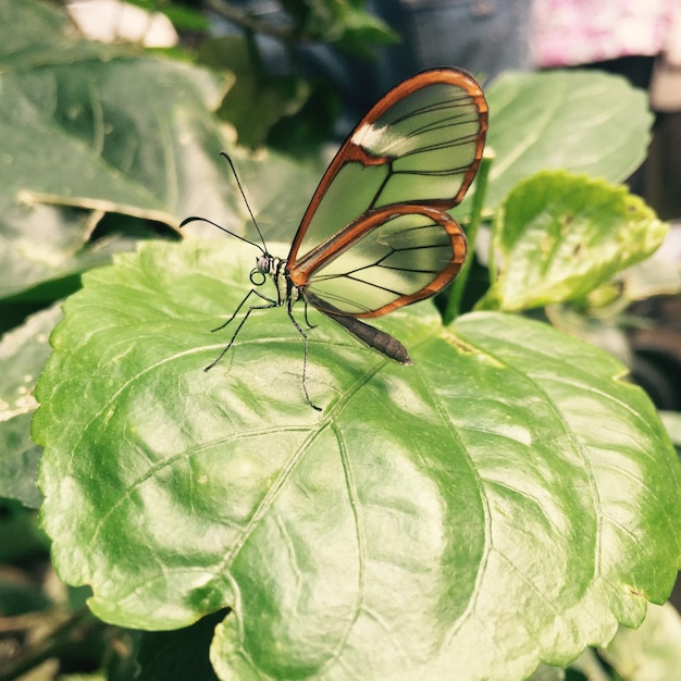 Стеклянная бабочка на листьях