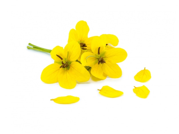 Glaucous Cassia flower