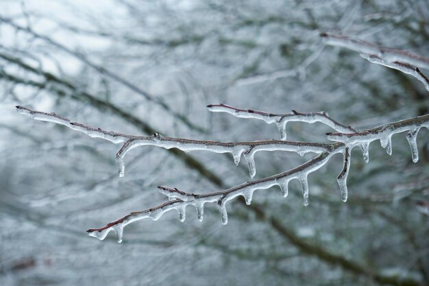 Ледяная глазурь на дереве, ледяной дождь на ветке дерева.