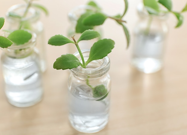 Glazen flessen met planten op tafel