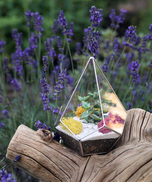 Glazen florarium met vetplanten binnen op de houten stronk en lavendelbloemen als decoratie