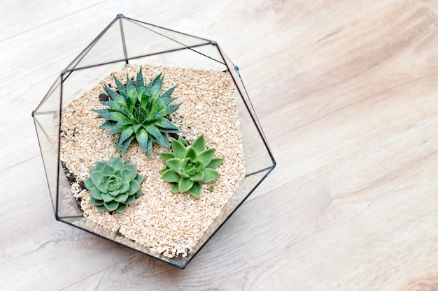 Glazen florarium vaas met vetplanten en kleine cactus op hout