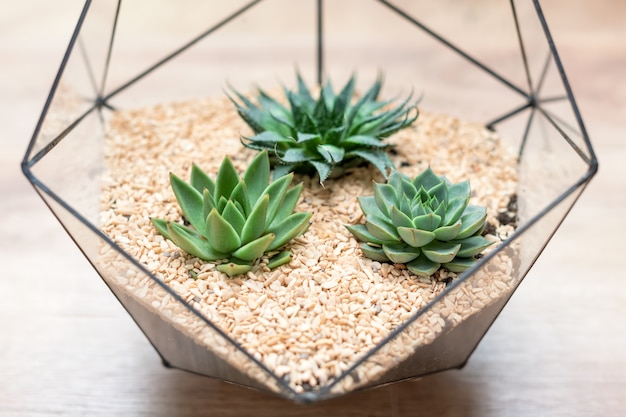 Glazen florarium vaas met vetplanten en kleine cactus op hout