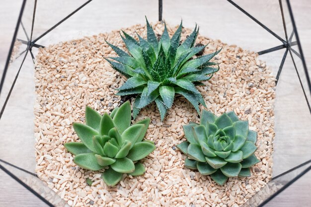 Glazen florarium vaas met vetplanten en kleine cactus op hout