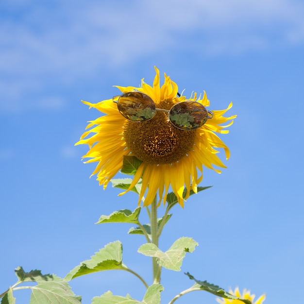 Glazen met zonnebloem