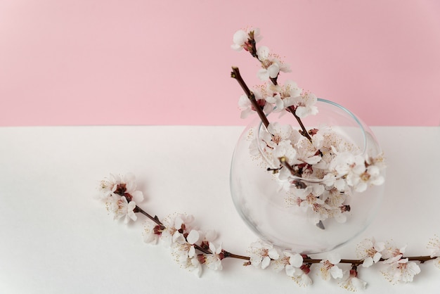 Glazen vaas met bloeiende bloemen van abrikozenboom op roze en witte achtergrond. De lente.