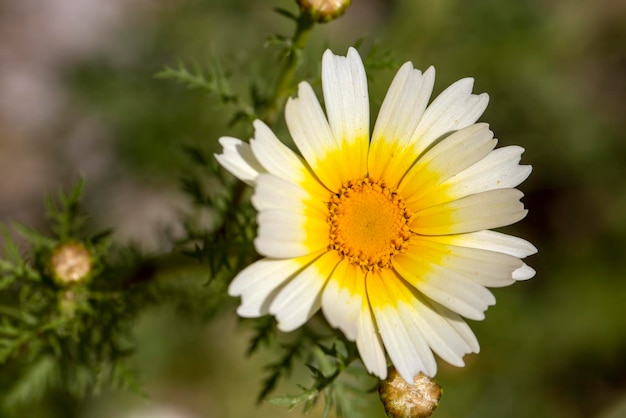 Glebionis コロナリアは、デイジー科の顕花植物の種です。