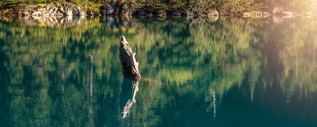 Gletsjermeer met bomen en Canadees berglandschap, Garibaldi Lake Fluiter BC Canada