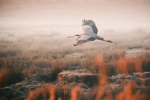 Gliding heron in orange