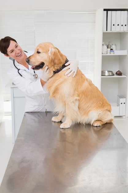 Glimlachende dierenarts die een leuke hond onderzoekt