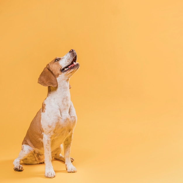 Foto glimlachende hond die omhoog met exemplaarruimte kijkt