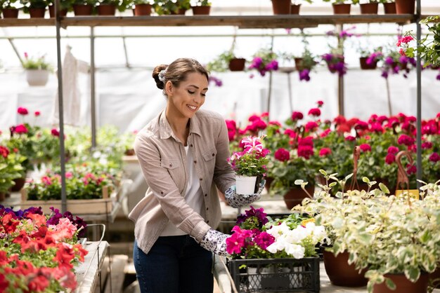 Glimlachende jonge vrouw die in een tuincentrum werkt, krat vasthoudt en bloempotten schikt met prachtige kleurrijke bloemen.