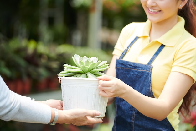 Glimlachende jonge vrouwelijke tuinier die succulent verkoopt aan volwassen klant