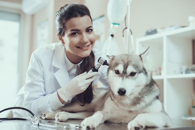 Foto glimlachende meisjesdierenarts met otoscoop en husky