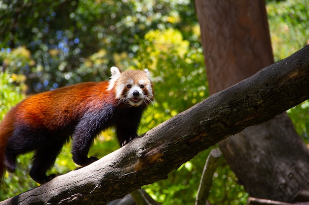 Glimlachende rode panda passerende boomtak.